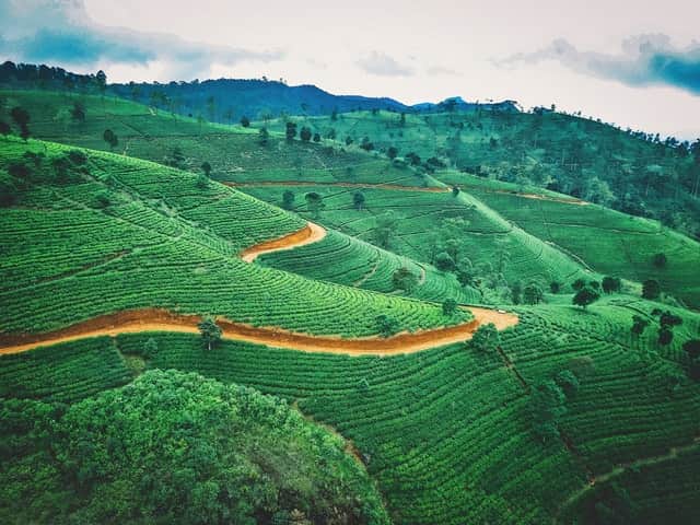 Plantación de café en Colombia.